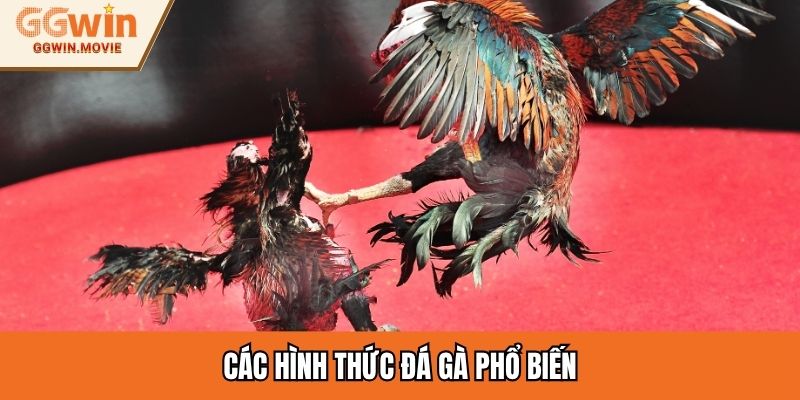Các hình thức đá gà phổ biến