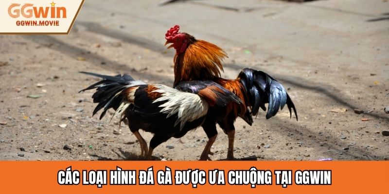 Các loại hình đá gà được ưa chuộng tại GGWIN