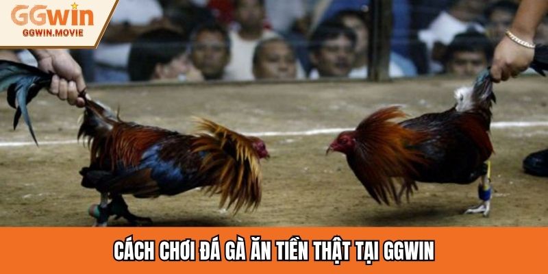 Cách chơi đá gà ăn tiền thật tại GGWIN