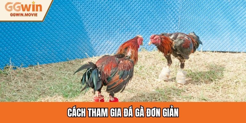 Cách tham gia đá gà đơn giản