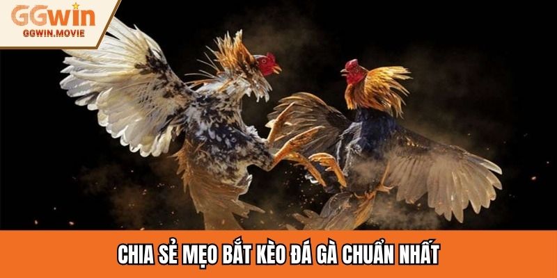 Chia sẻ mẹo bắt kèo đá gà chuẩn nhất