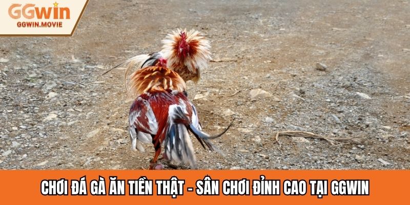 Chơi Đá Gà Ăn Tiền Thật