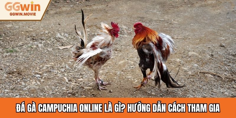 Đá gà Campuchia online