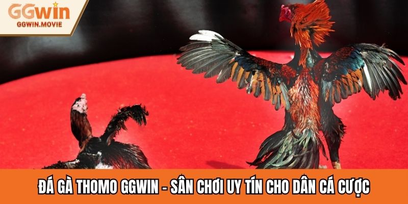 đá gà Thomo