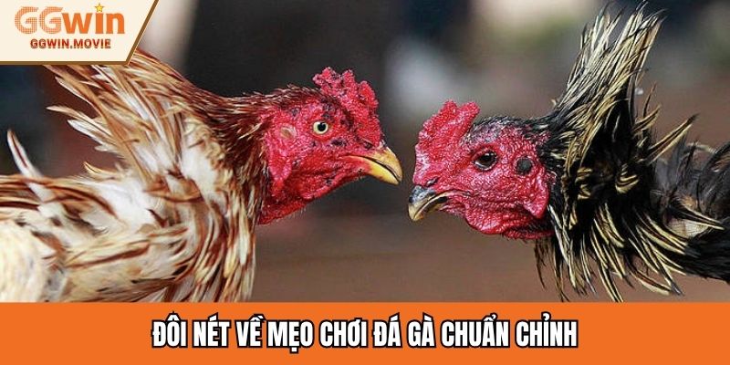 Đôi nét về mẹo chơi đá gà chuẩn chỉnh