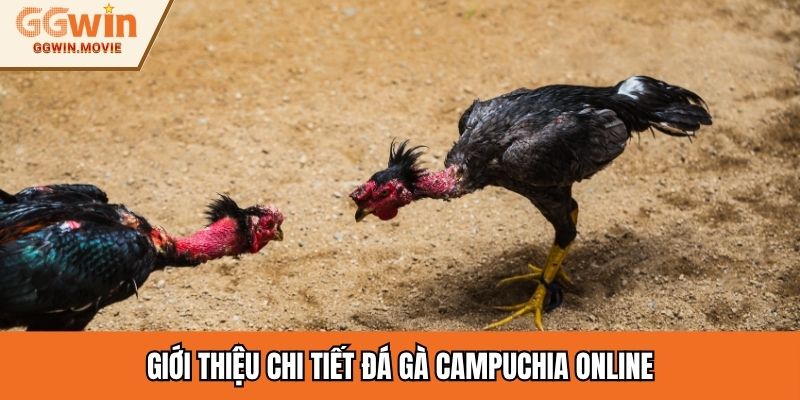 Giới thiệu chi tiết đá gà campuchia online