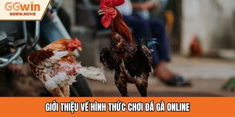 Giới thiệu về hình thức chơi đá gà online