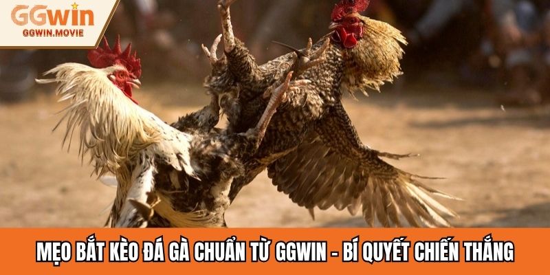 Mẹo Bắt Kèo Đá Gà Chuẩn